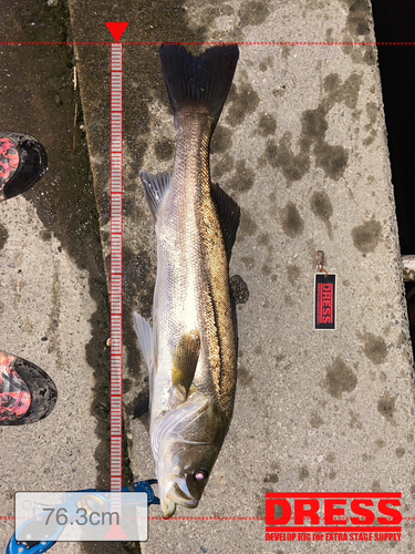 シーバスの釣果