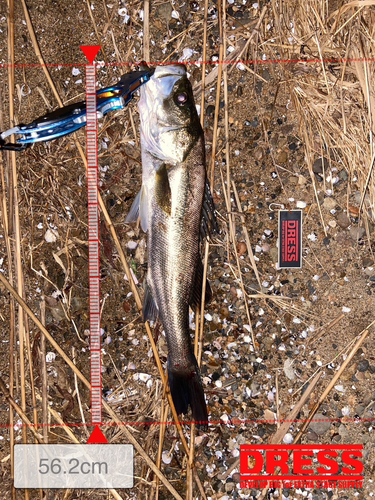 シーバスの釣果