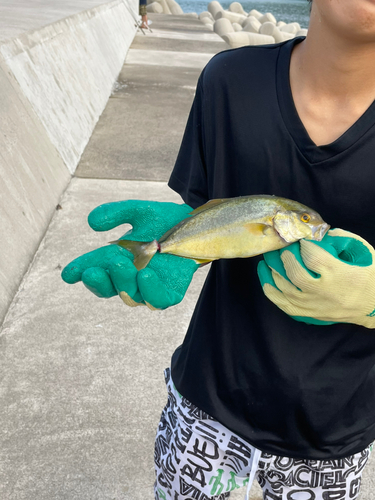 カンパチの釣果