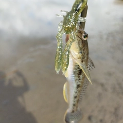 ハゼの釣果