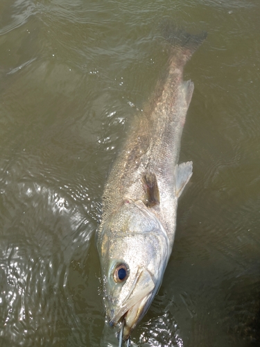 スズキの釣果