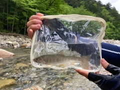 イワナの釣果