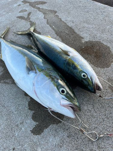 ハマチの釣果