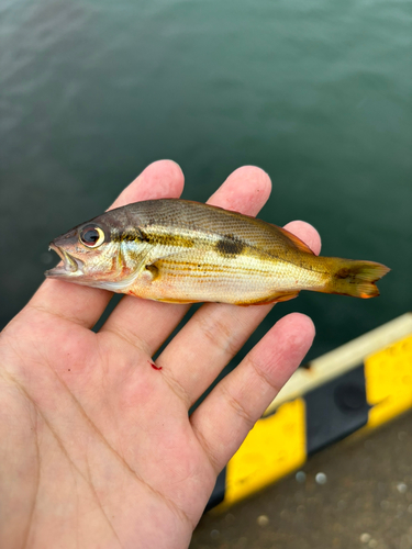 ヨコスジフエダイの釣果