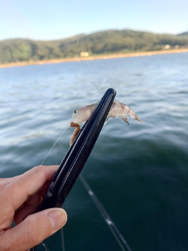 イトヒキハゼの釣果