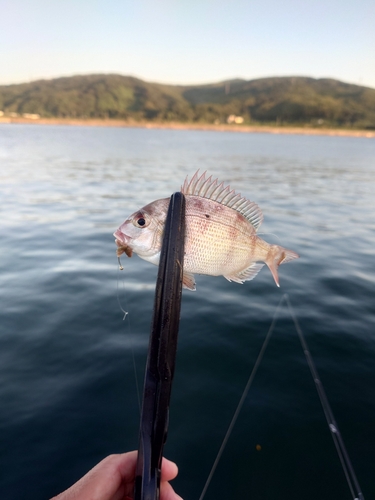 タイの釣果