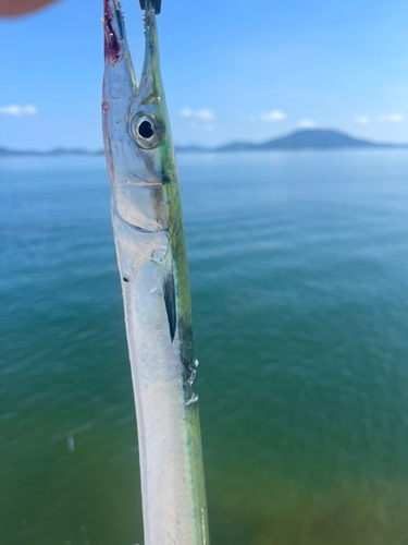 ダツの釣果