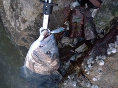 チヌの釣果