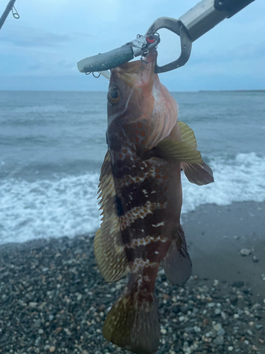 キジハタの釣果