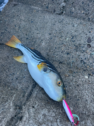 アラレフグの釣果