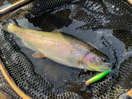 ニジマスの釣果