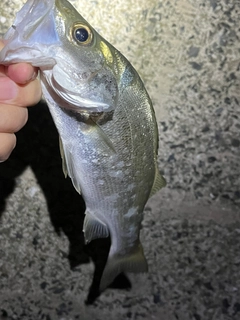 ヒラスズキの釣果