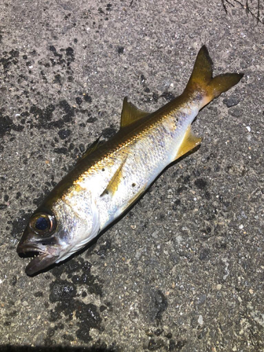 クロムツの釣果