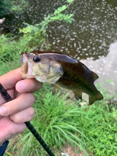 ラージマウスバスの釣果