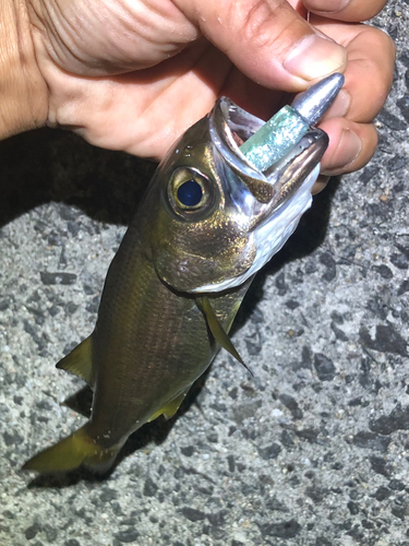 クロムツの釣果