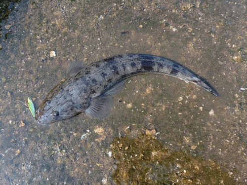 マゴチの釣果