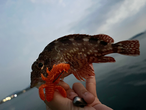 カサゴの釣果