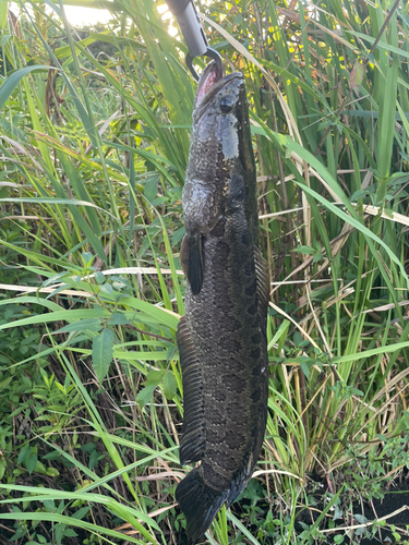 ライギョの釣果