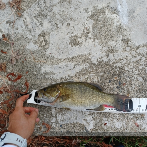 スモールマウスバスの釣果