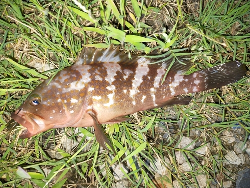 アコウの釣果