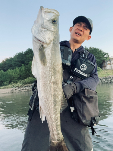 スズキの釣果