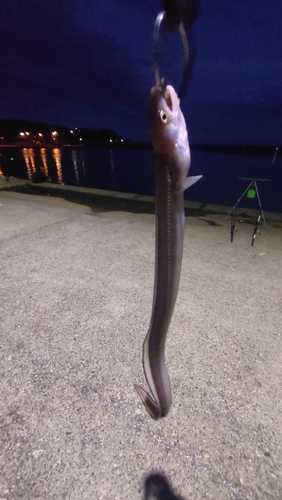 ハモの釣果