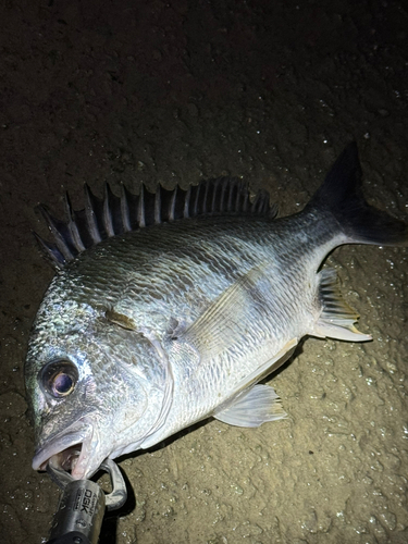 キビレの釣果