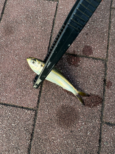 コノシロの釣果