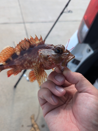 カサゴの釣果