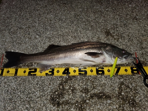 シーバスの釣果