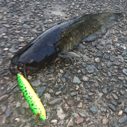 ナマズの釣果