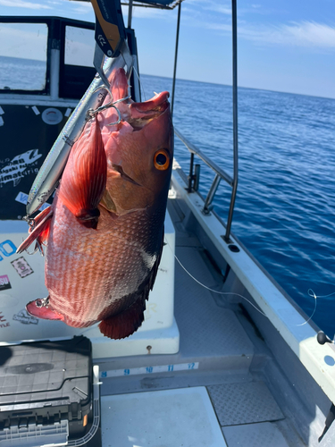 バラフエダイの釣果