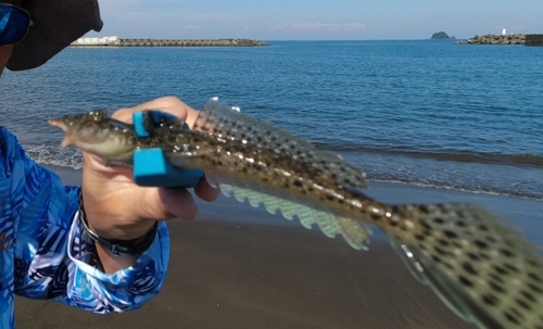 ネズミゴチの釣果