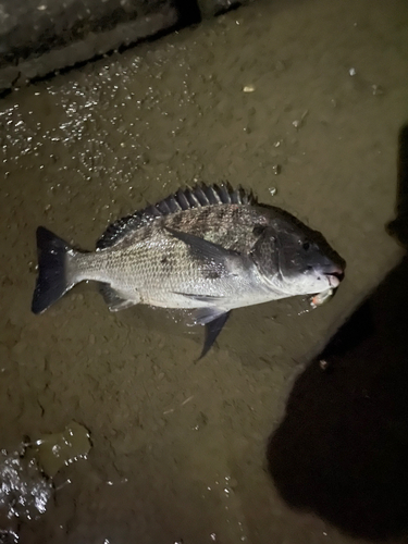 チヌの釣果