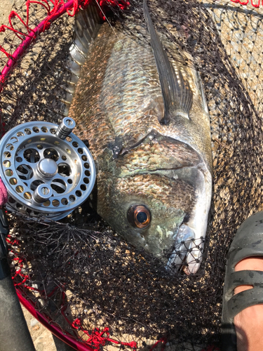 チヌの釣果