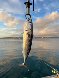 ソウダガツオの釣果