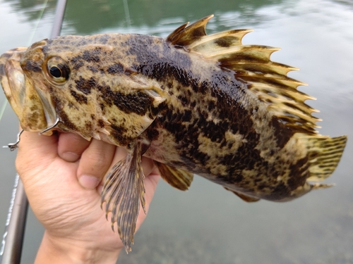 タケノコメバルの釣果