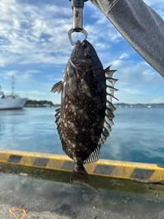 アイゴの釣果