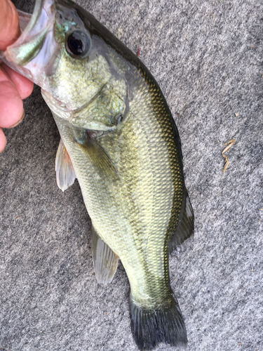 ラージマウスバスの釣果