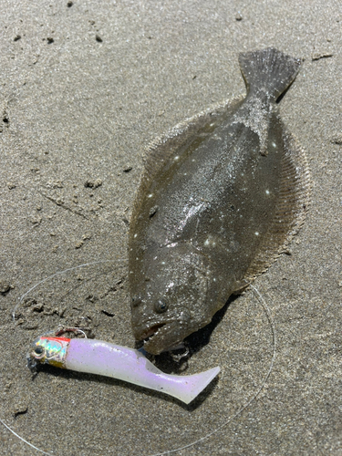 ソゲの釣果