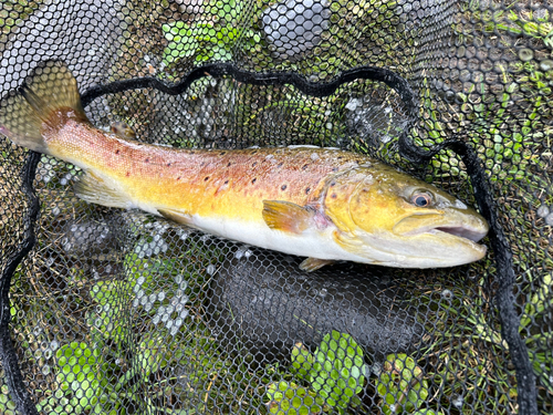 ブラウントラウトの釣果