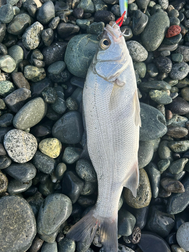 スズキの釣果