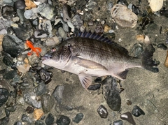 クロダイの釣果