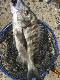 チヌの釣果