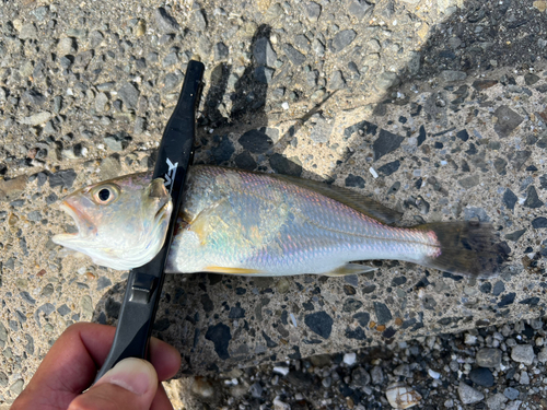 ニベの釣果