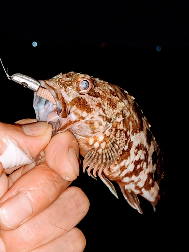 タケノコメバルの釣果