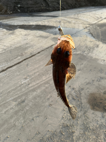 コチの釣果