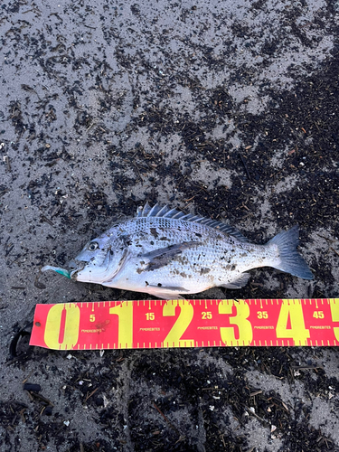 クロダイの釣果