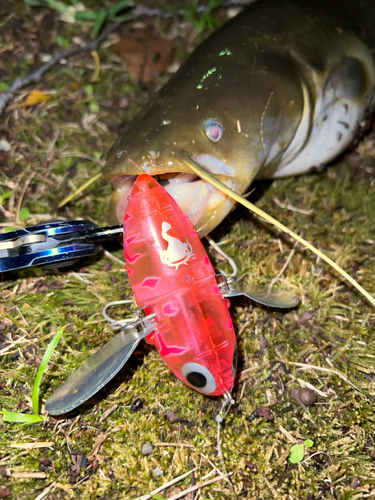 マナマズの釣果