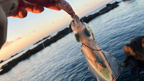 アオリイカの釣果